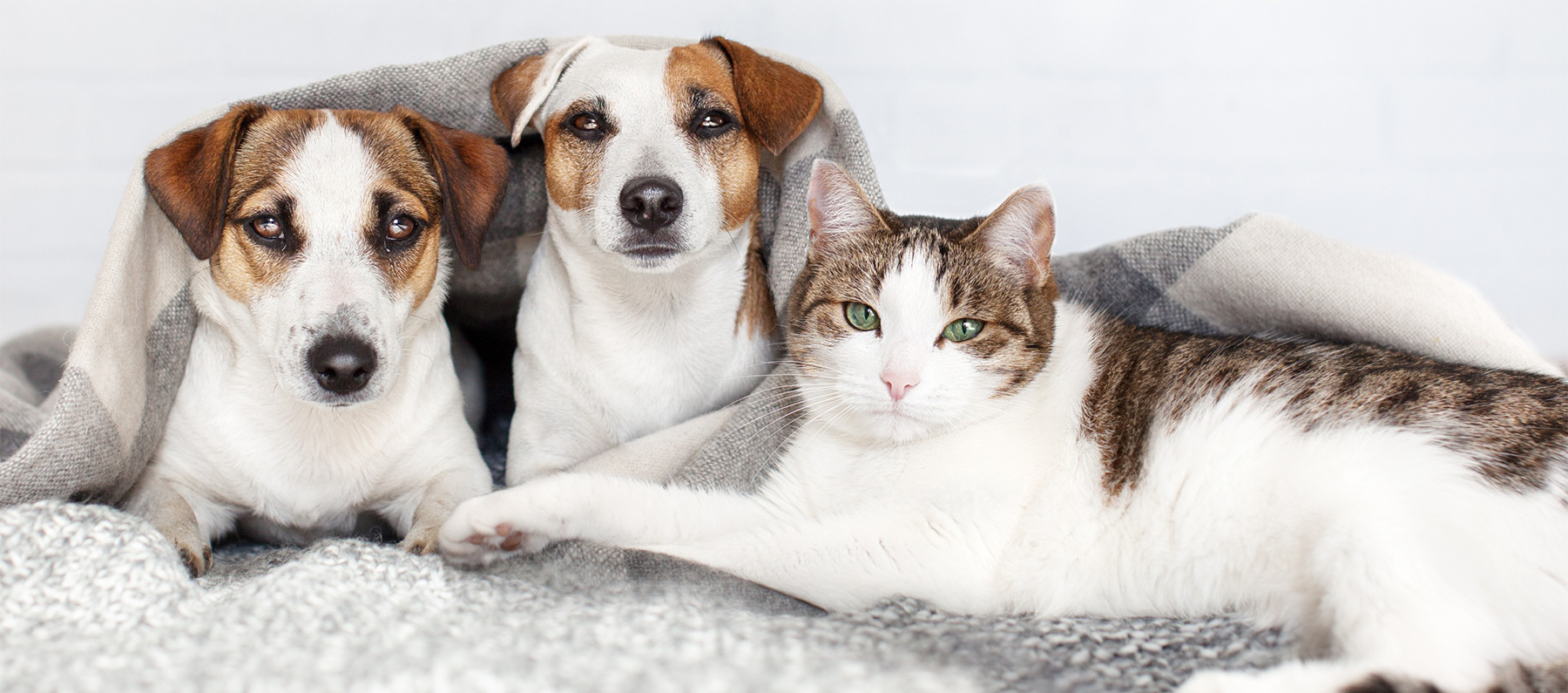 pets safe on blanket