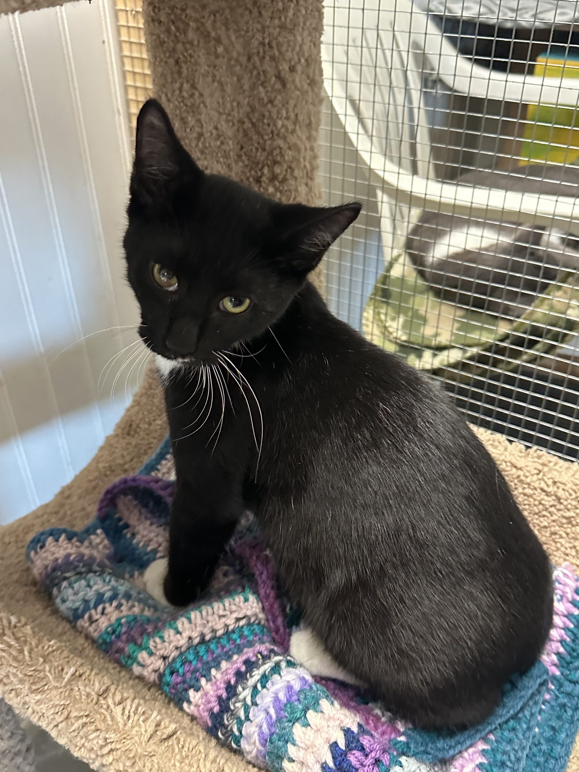 Black and White Manx Mix