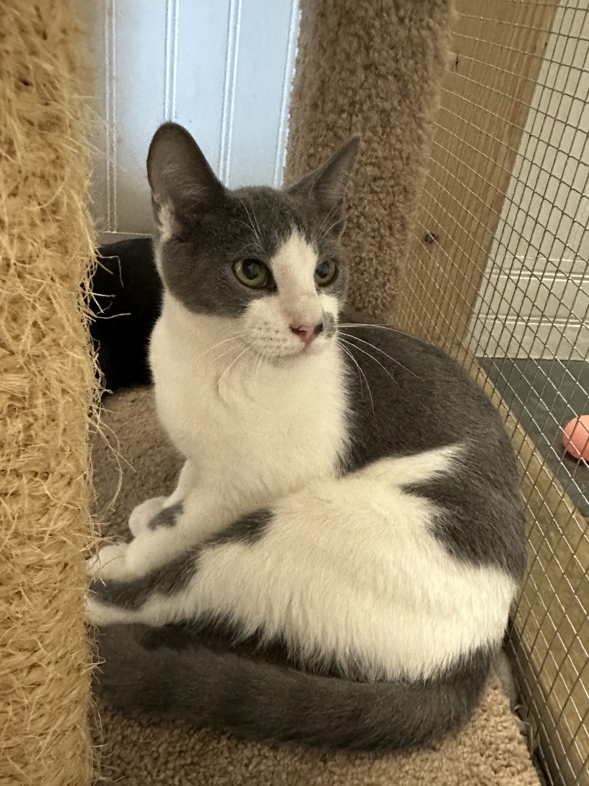 Grey and White Cat