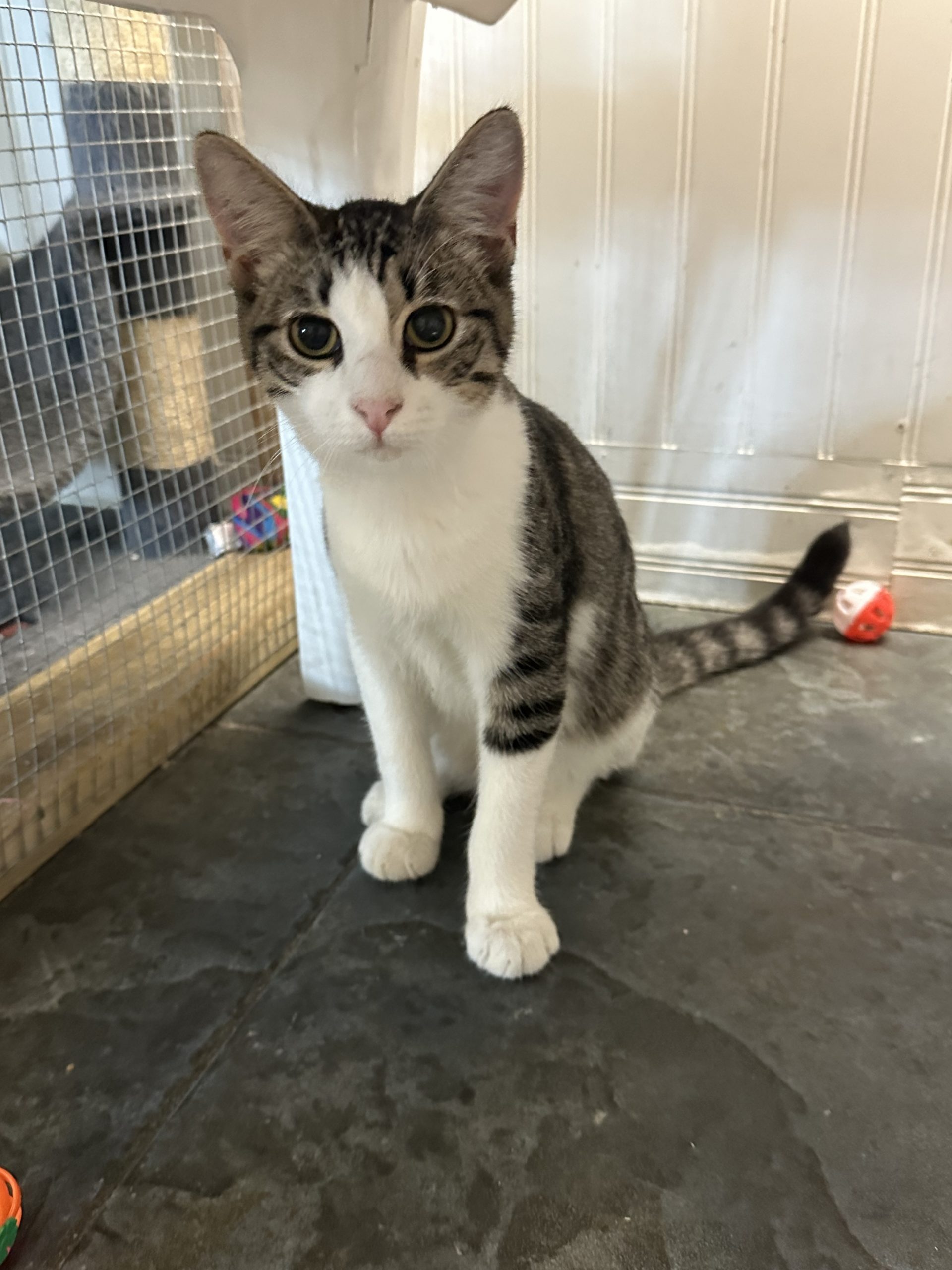 Tabby / White Cat
