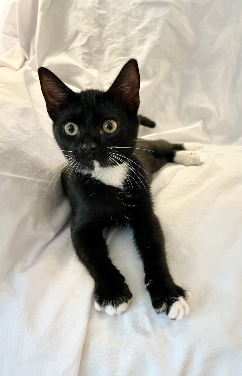 Black and white Kitten