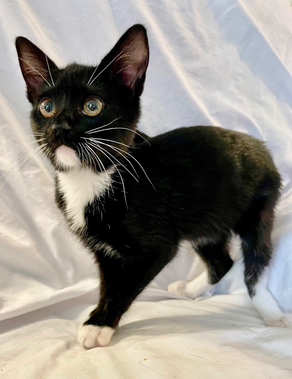 Black  and White Kitten