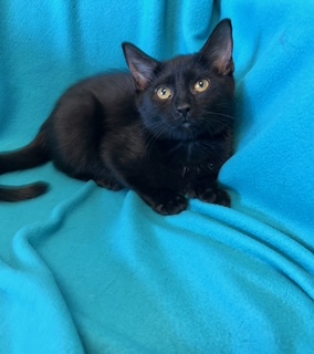Black  Kitten
