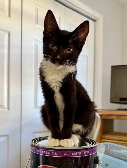 Black and White Cat