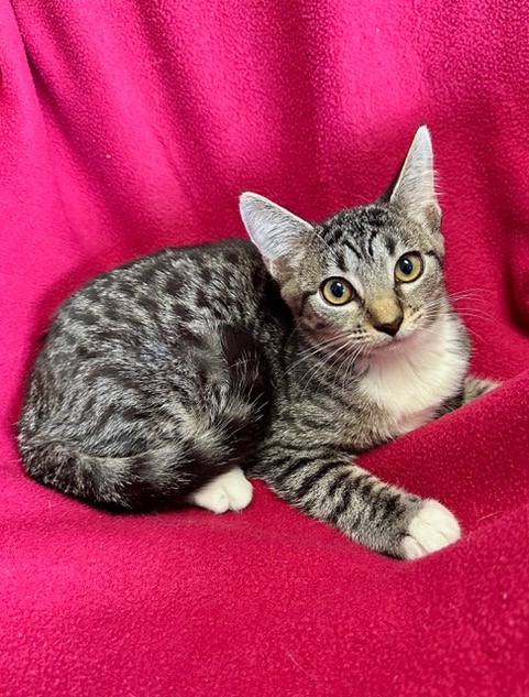 Black / Tan / White Tabby