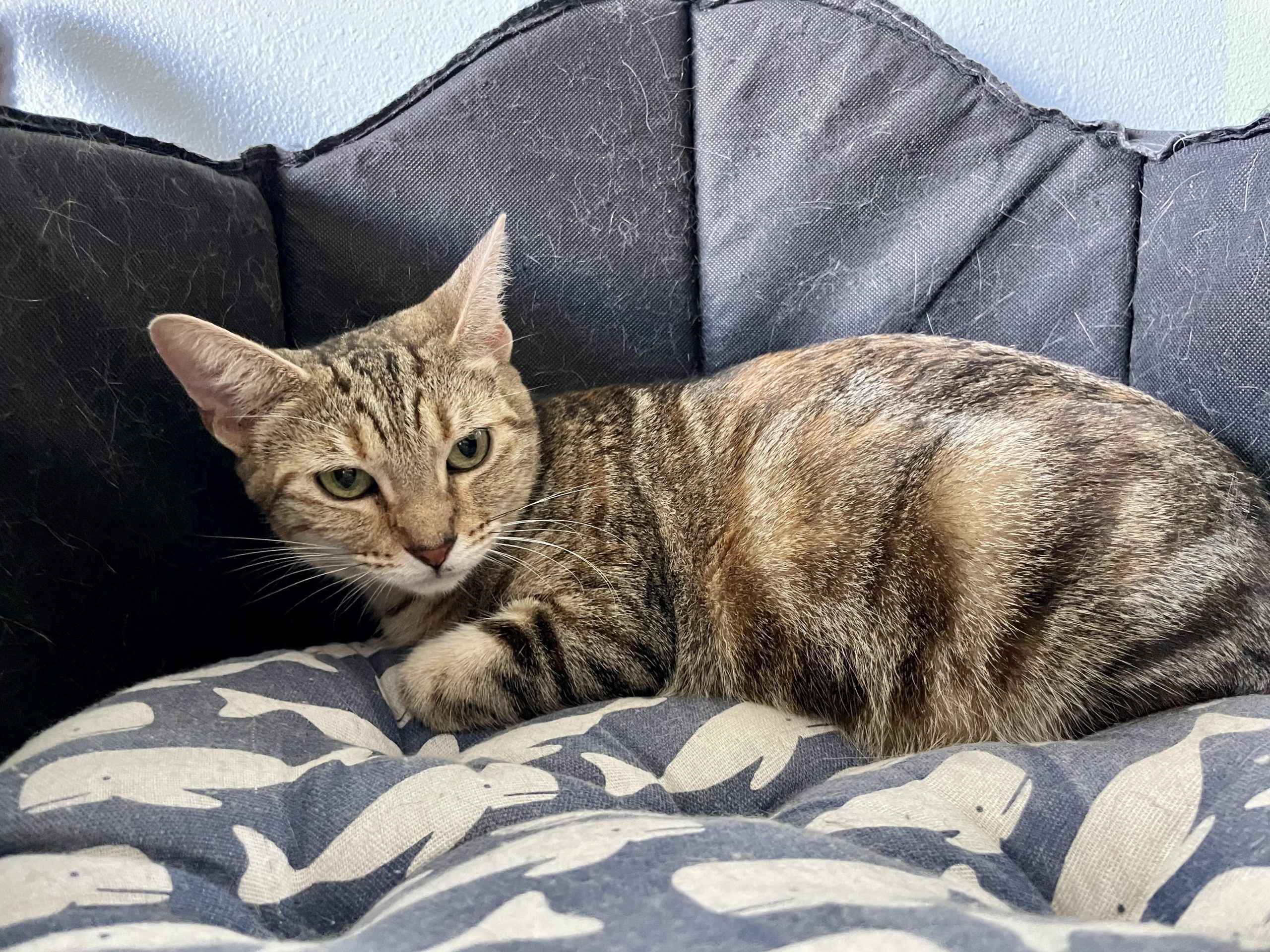 Caramel Tabby