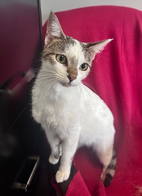 Grey/ White Cat