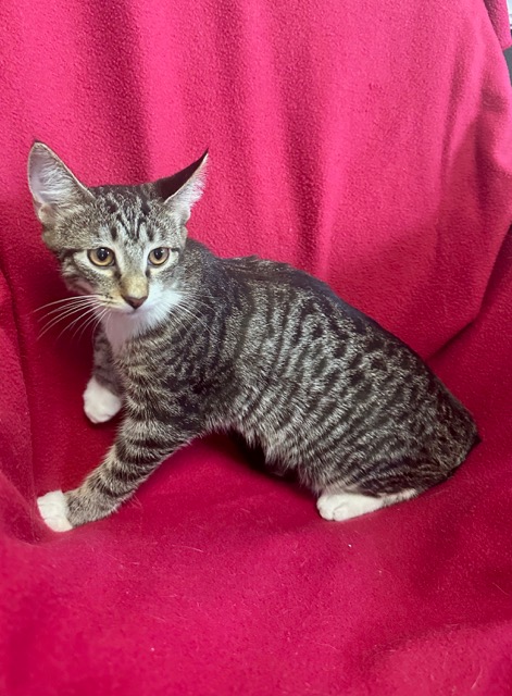 Smokey/ Tan / White Tabby