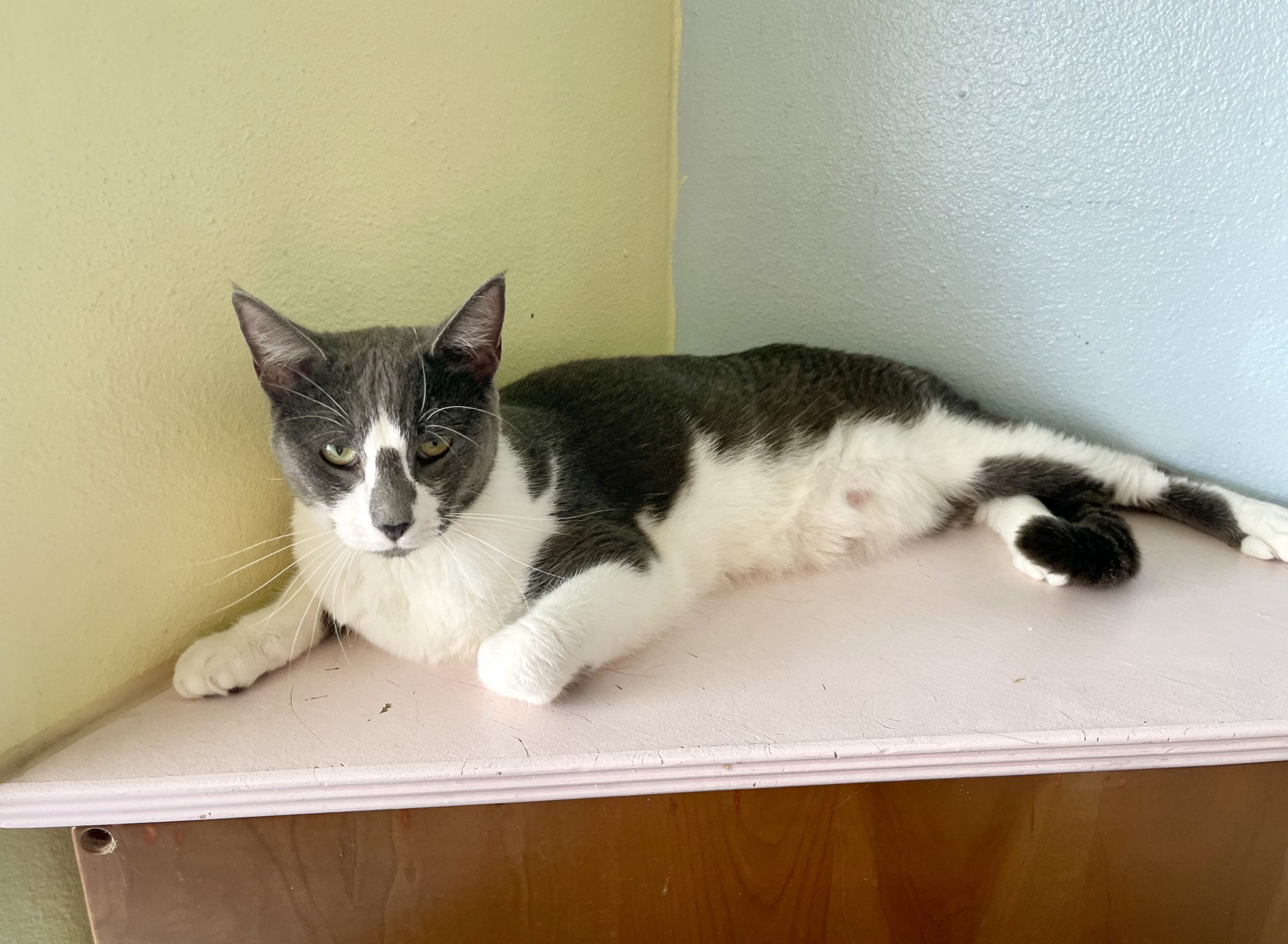 Grey/ white cat