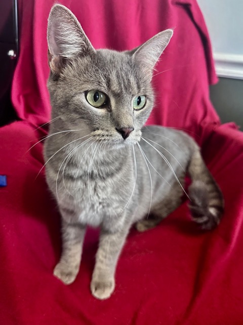 Grey/ white cat