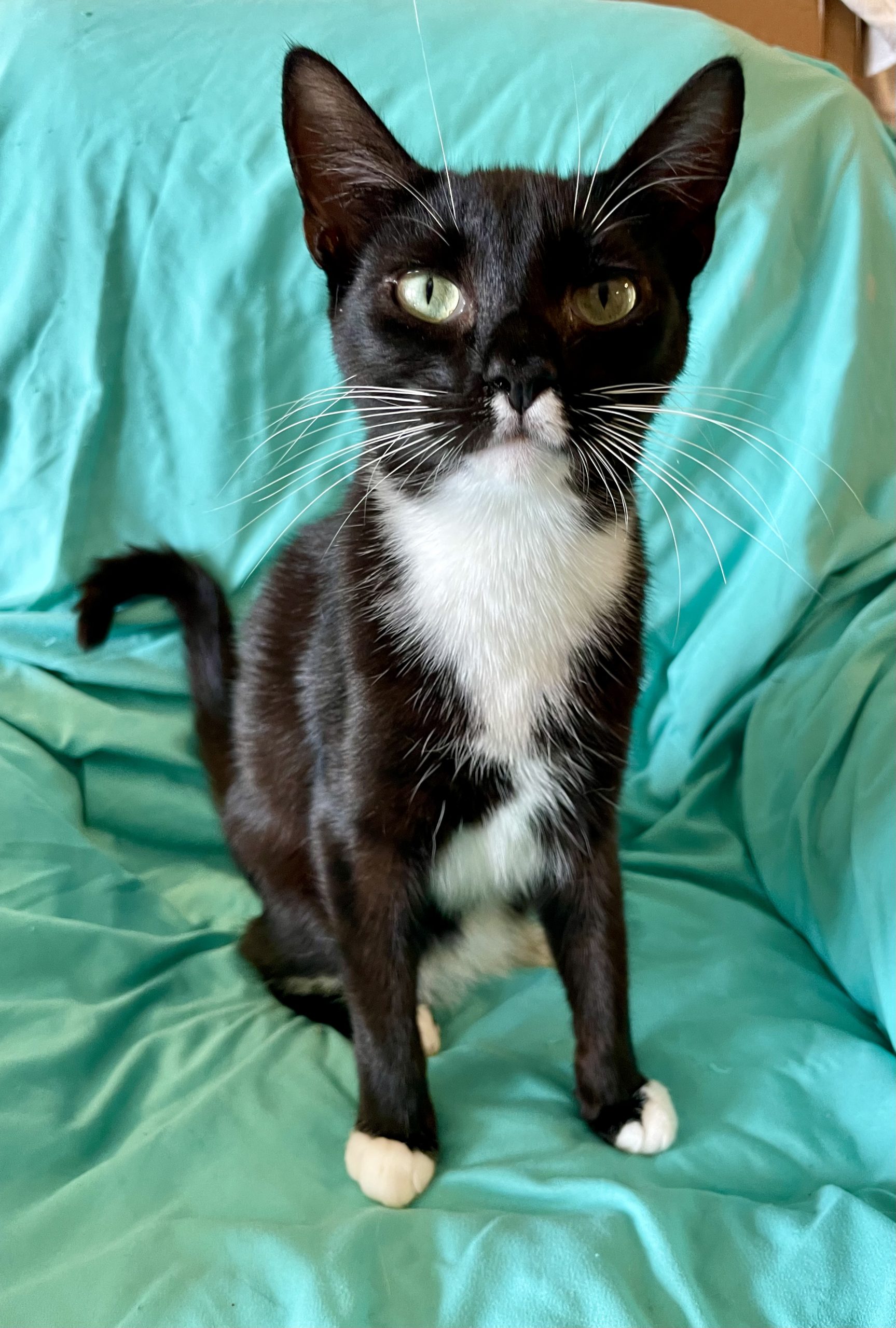 Black and White Tuxedo