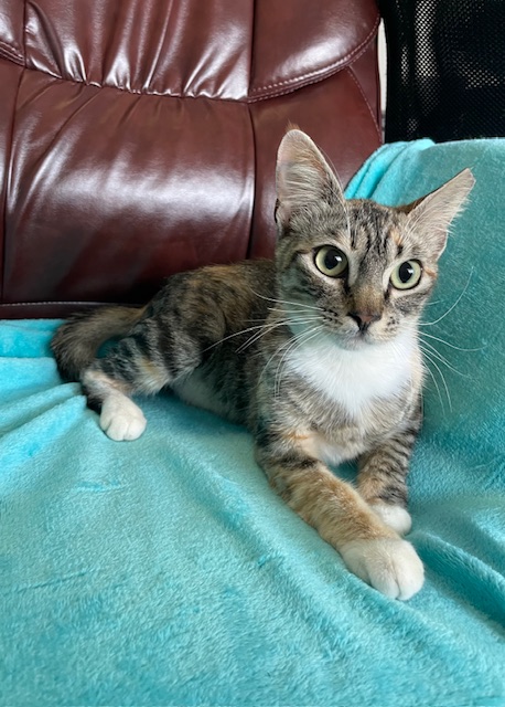 Tan , white, charcoal , Tabby Cat