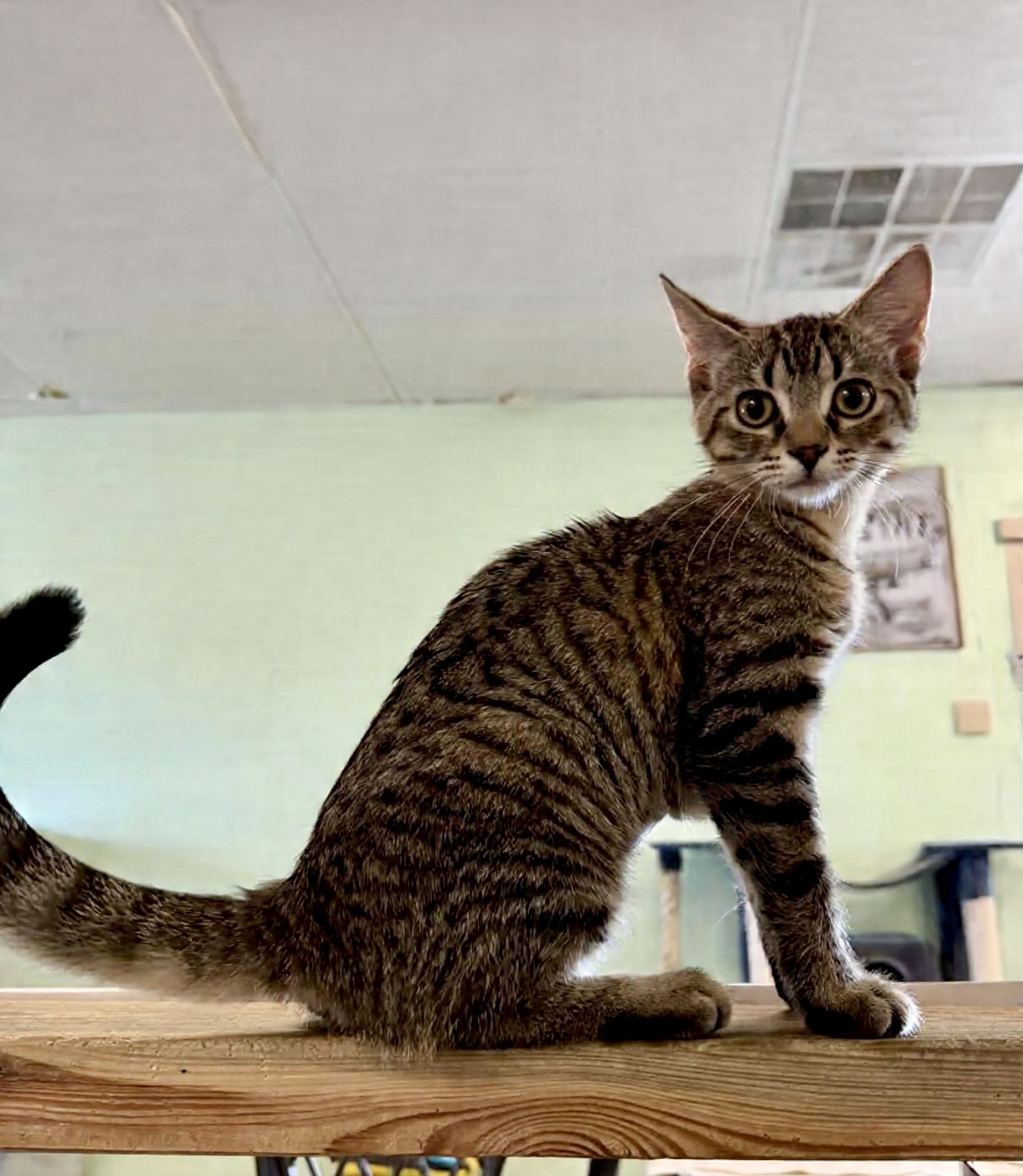 Grey / Brown ? black tabby