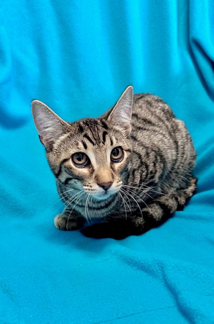 Grey Black White cat