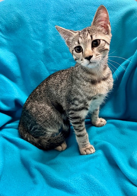 Grey black white cat