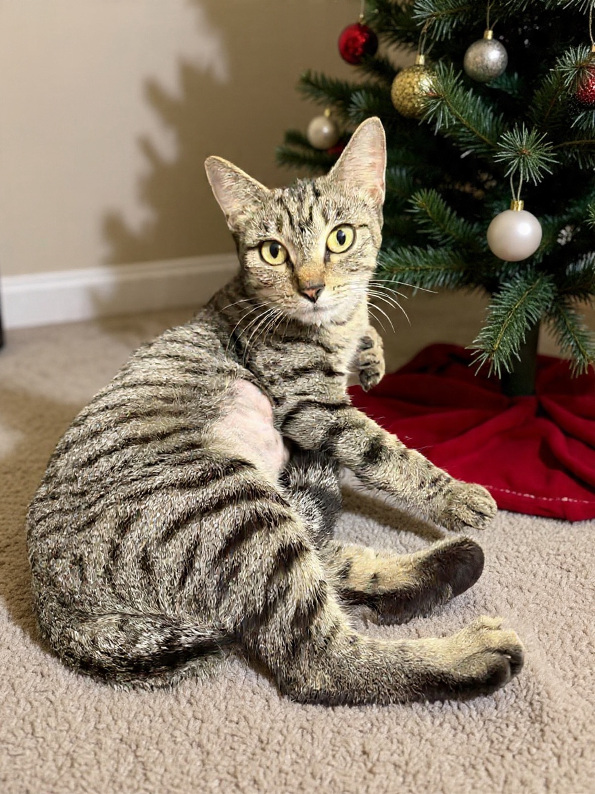 Grey black white cat