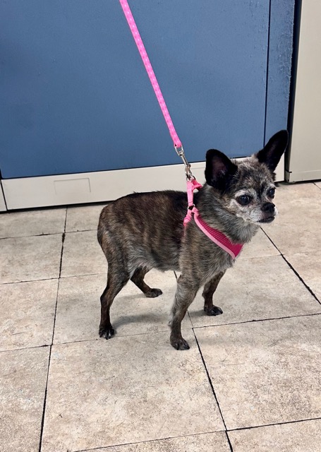 Black White Chihuahua 