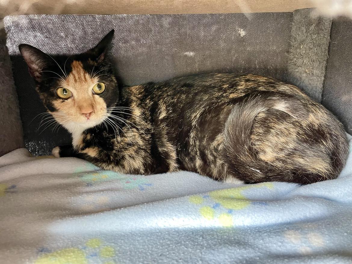 Black / Tan white cat