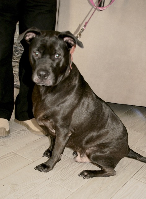 Black lab mix