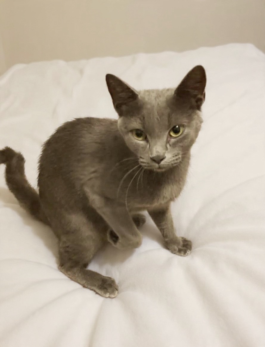 Russian Blue Grey Cat