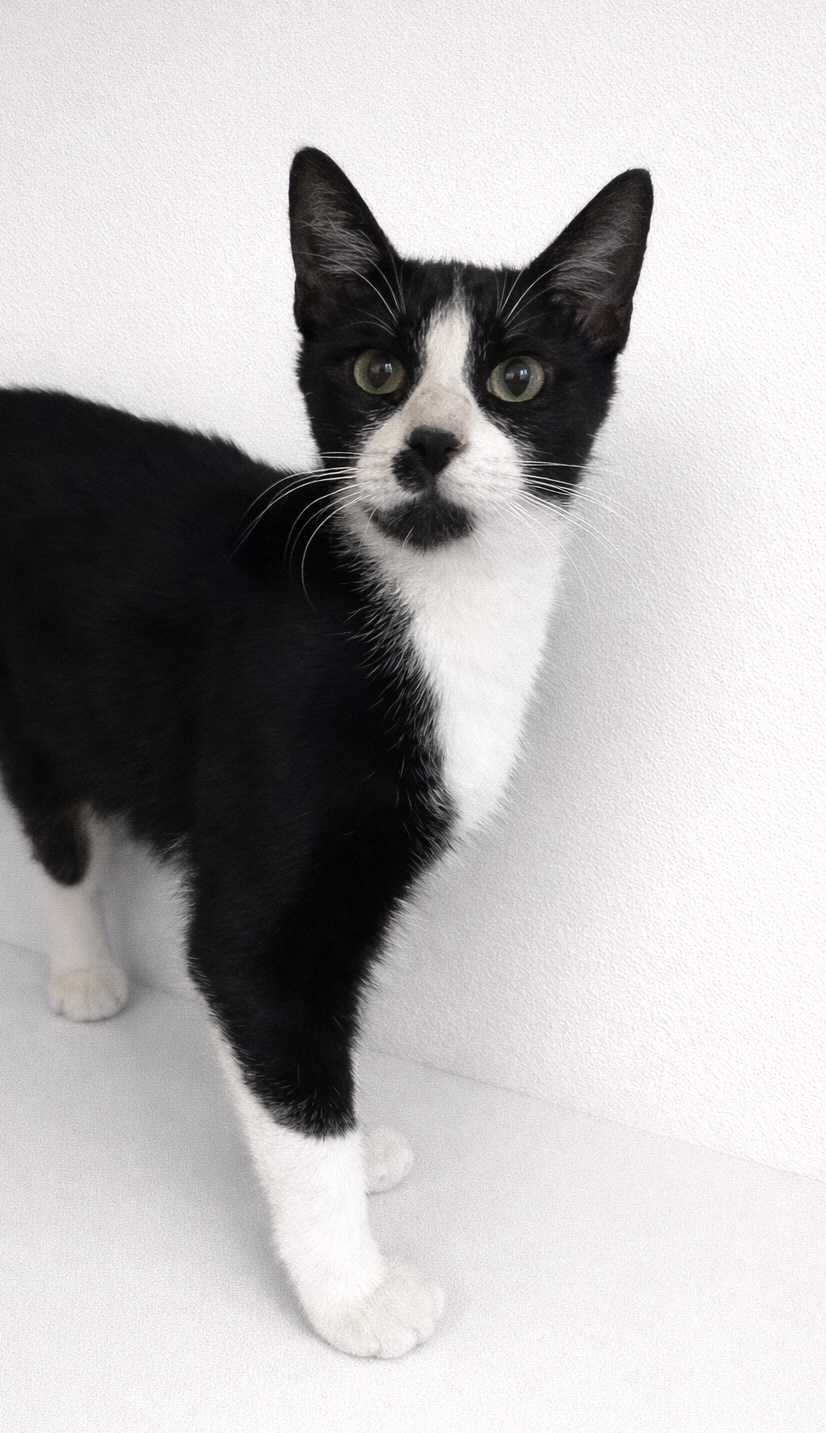 Black / White cat