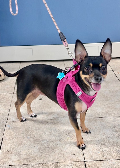 Black / tan Chihuahua