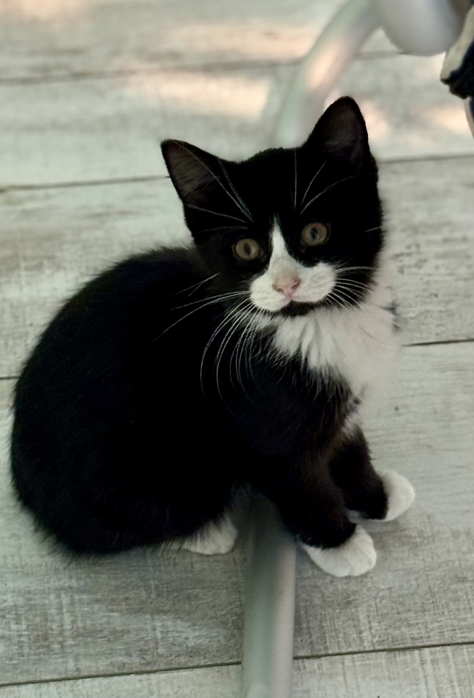 Black / white Kitten