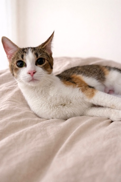 white tan black brown tabby