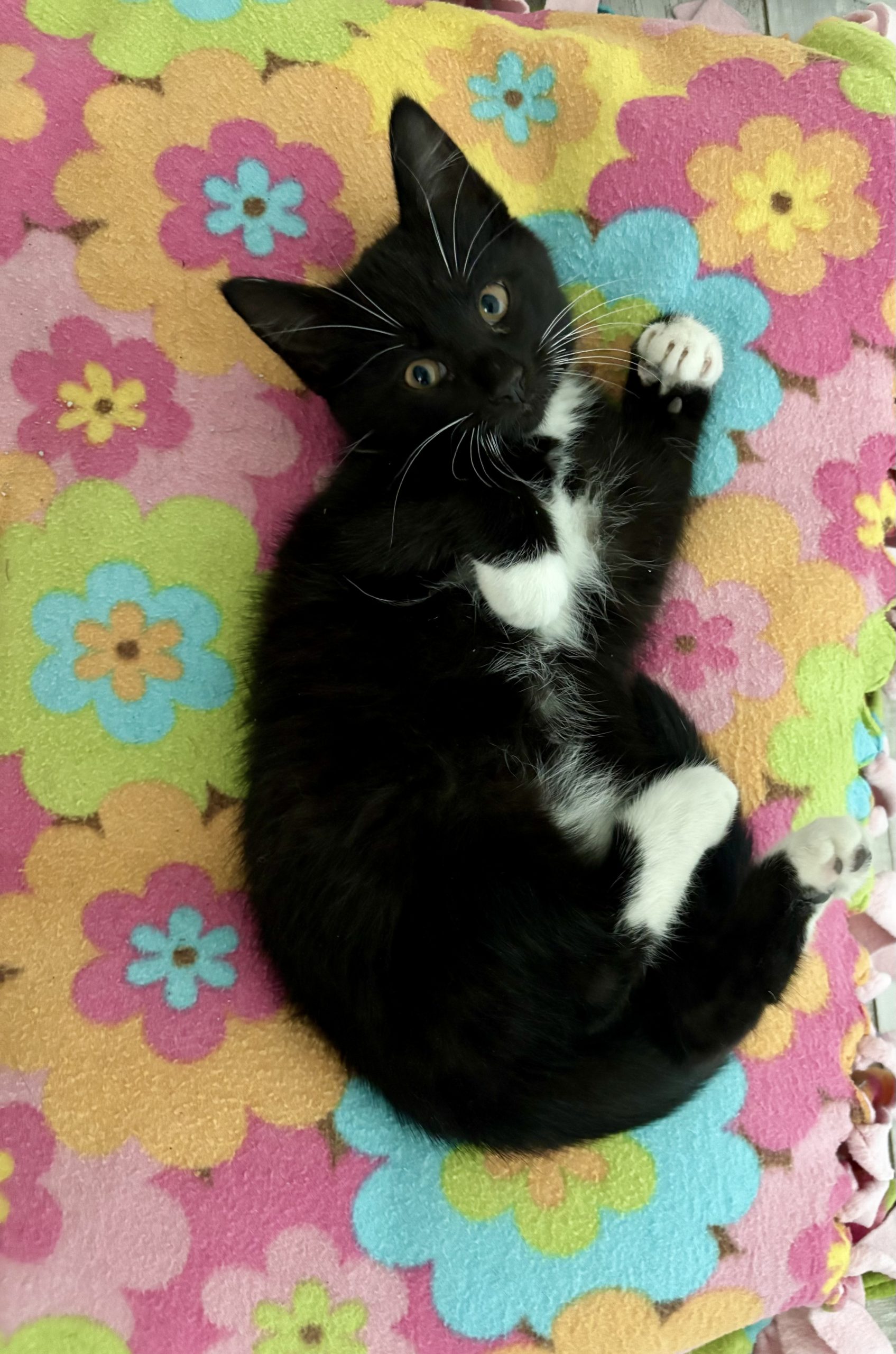 Black / white kitten