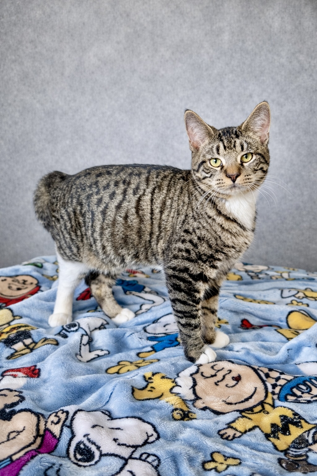 Grey black white tabby