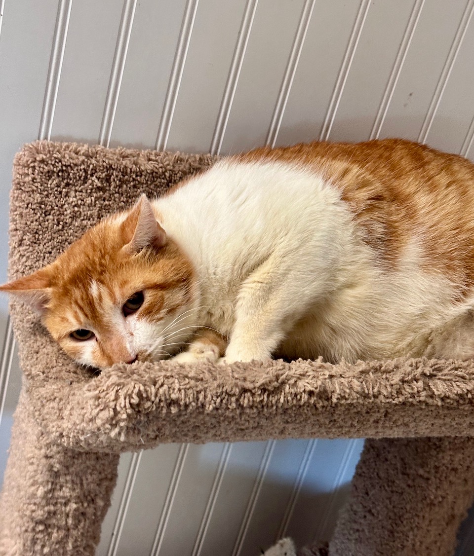 orange and white cate