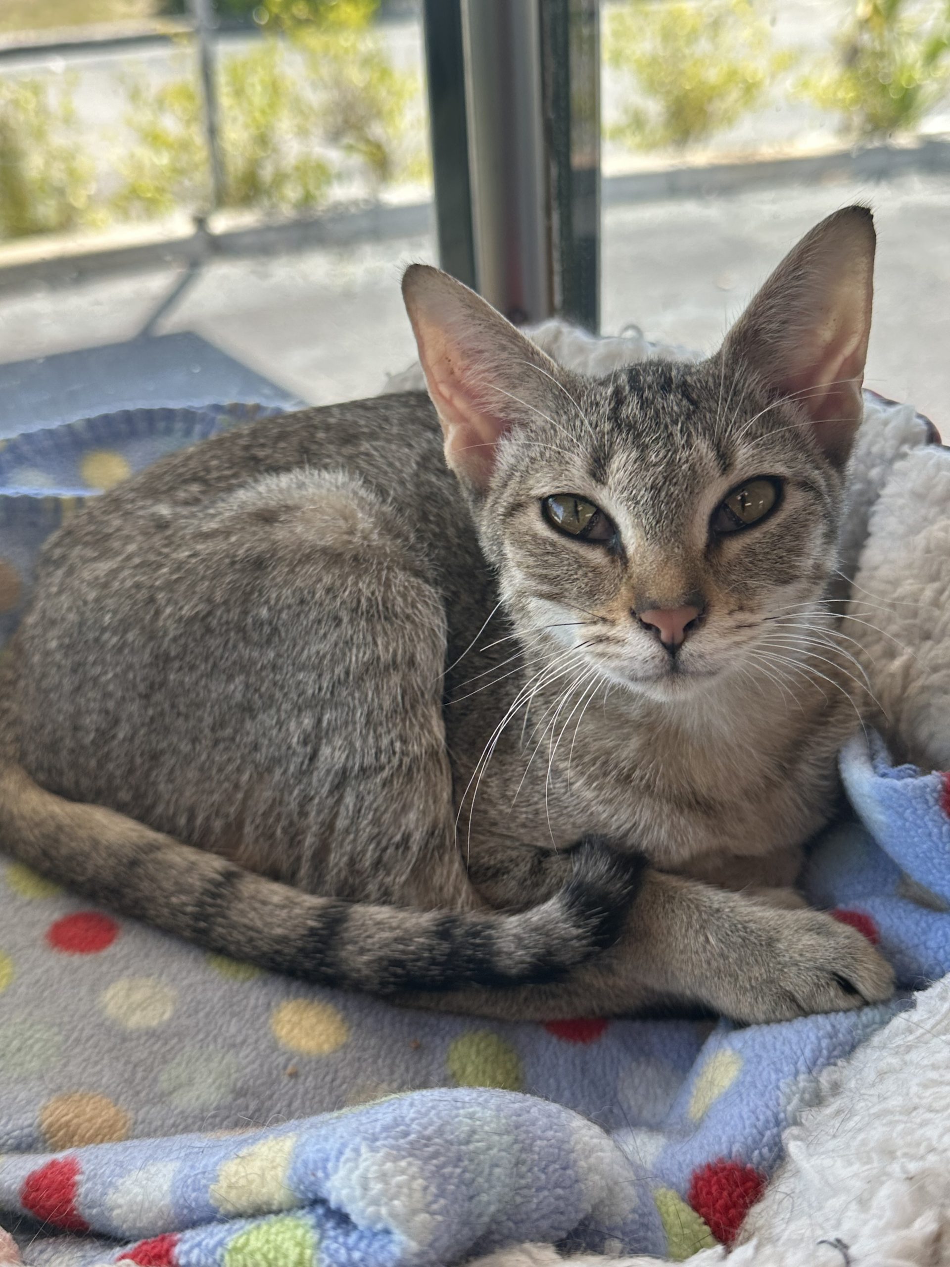 grey white charcoal tabby