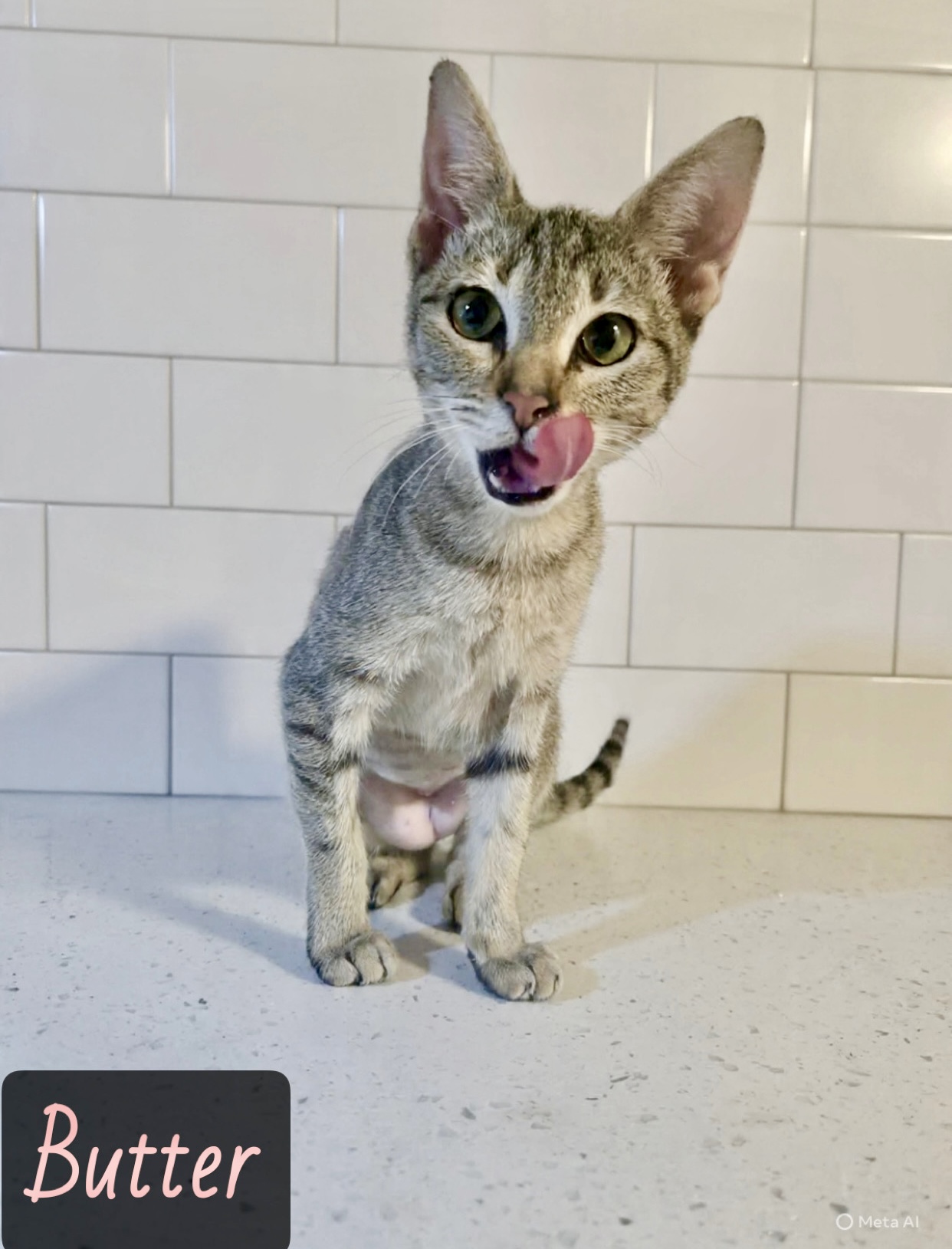 grey white charcoal tabby