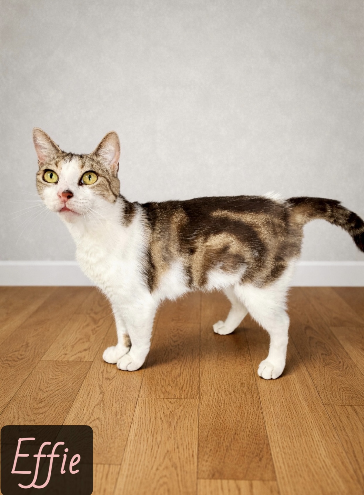 white tan grey tabby