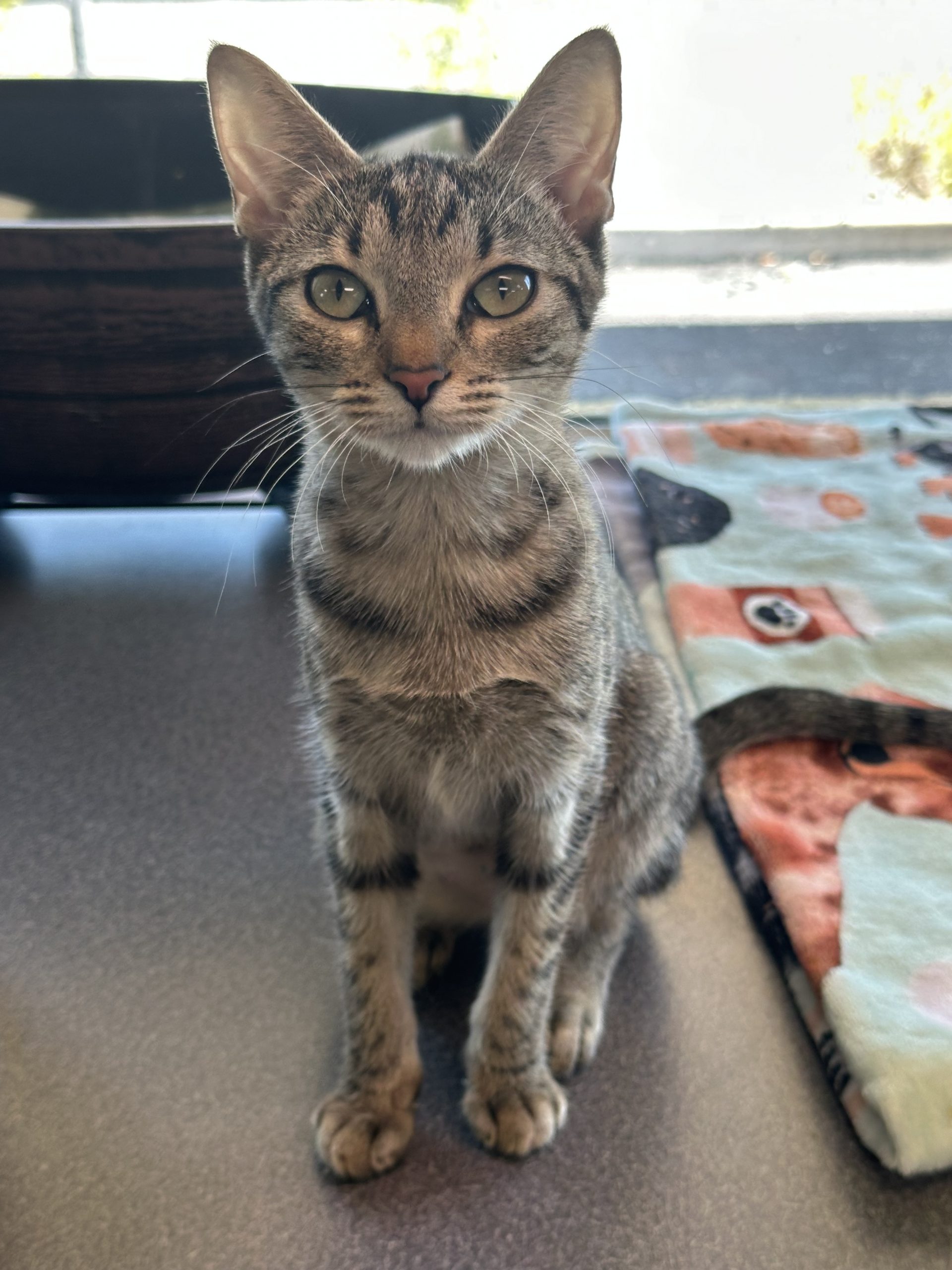 grey tan  white tabby