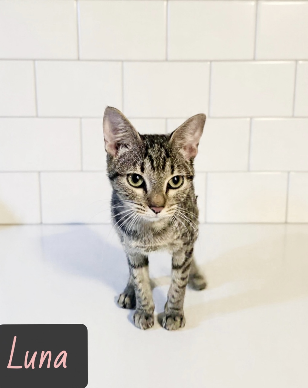 grey tan  white tabby