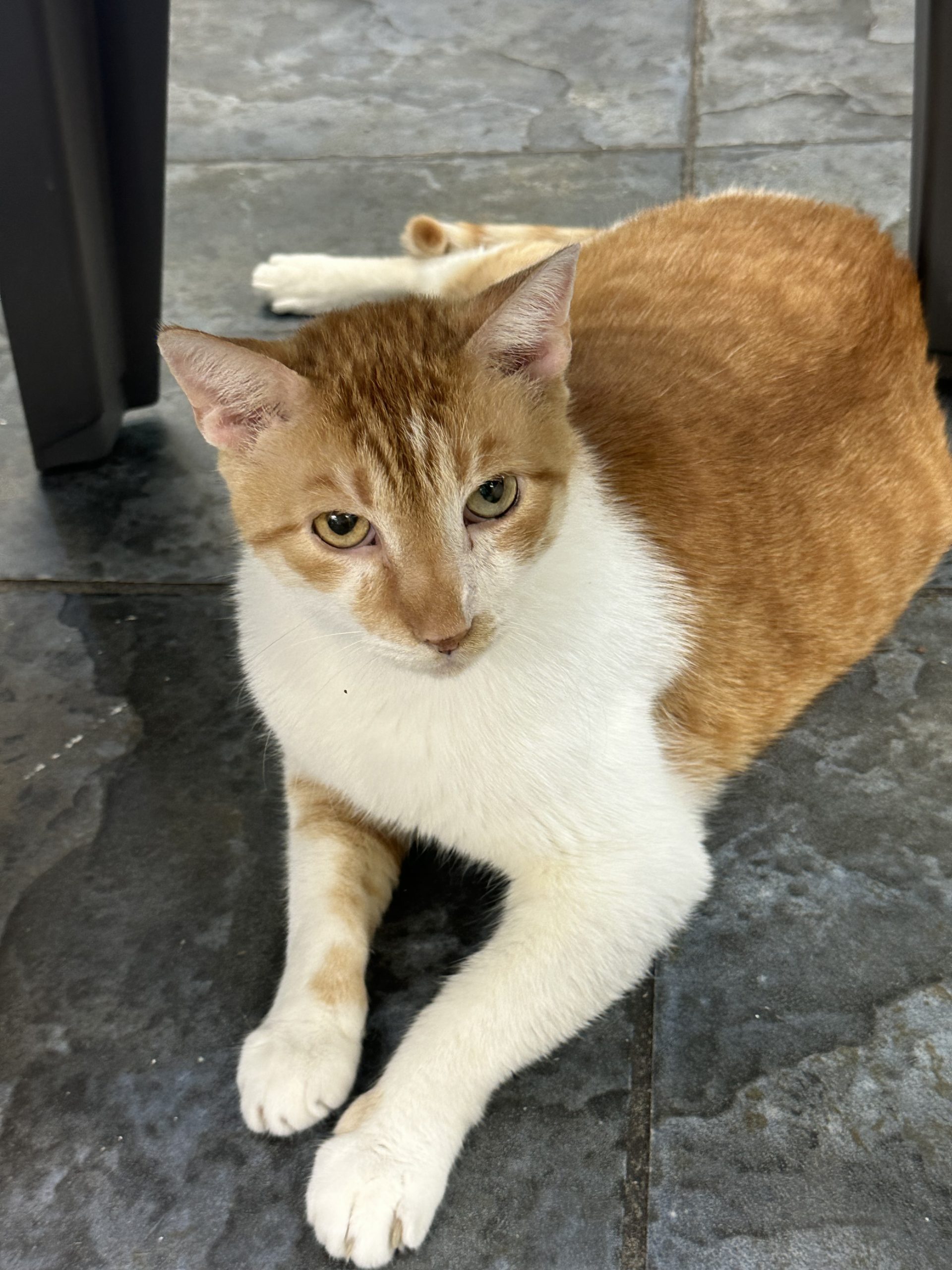 orange and white cate