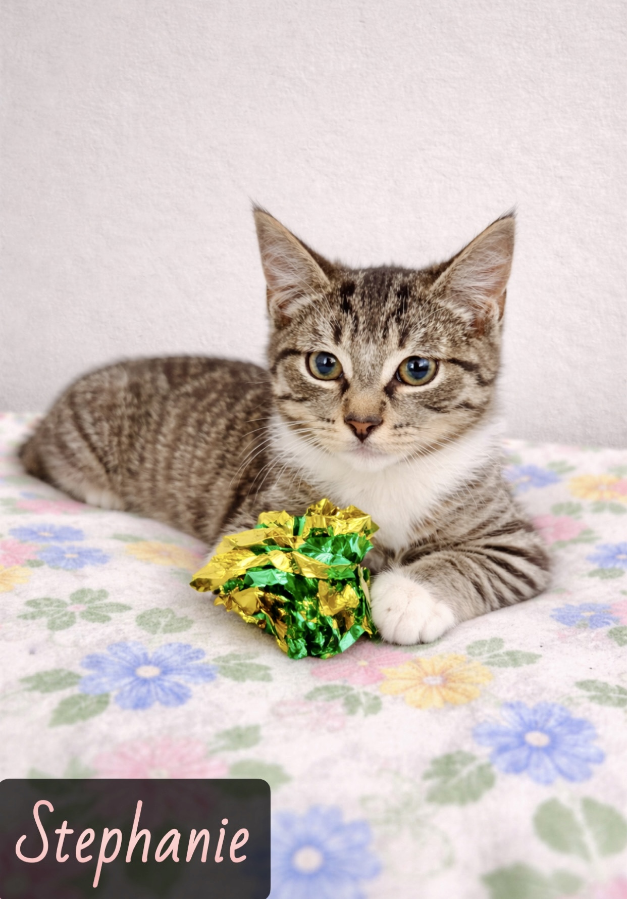 grey tan white tabby