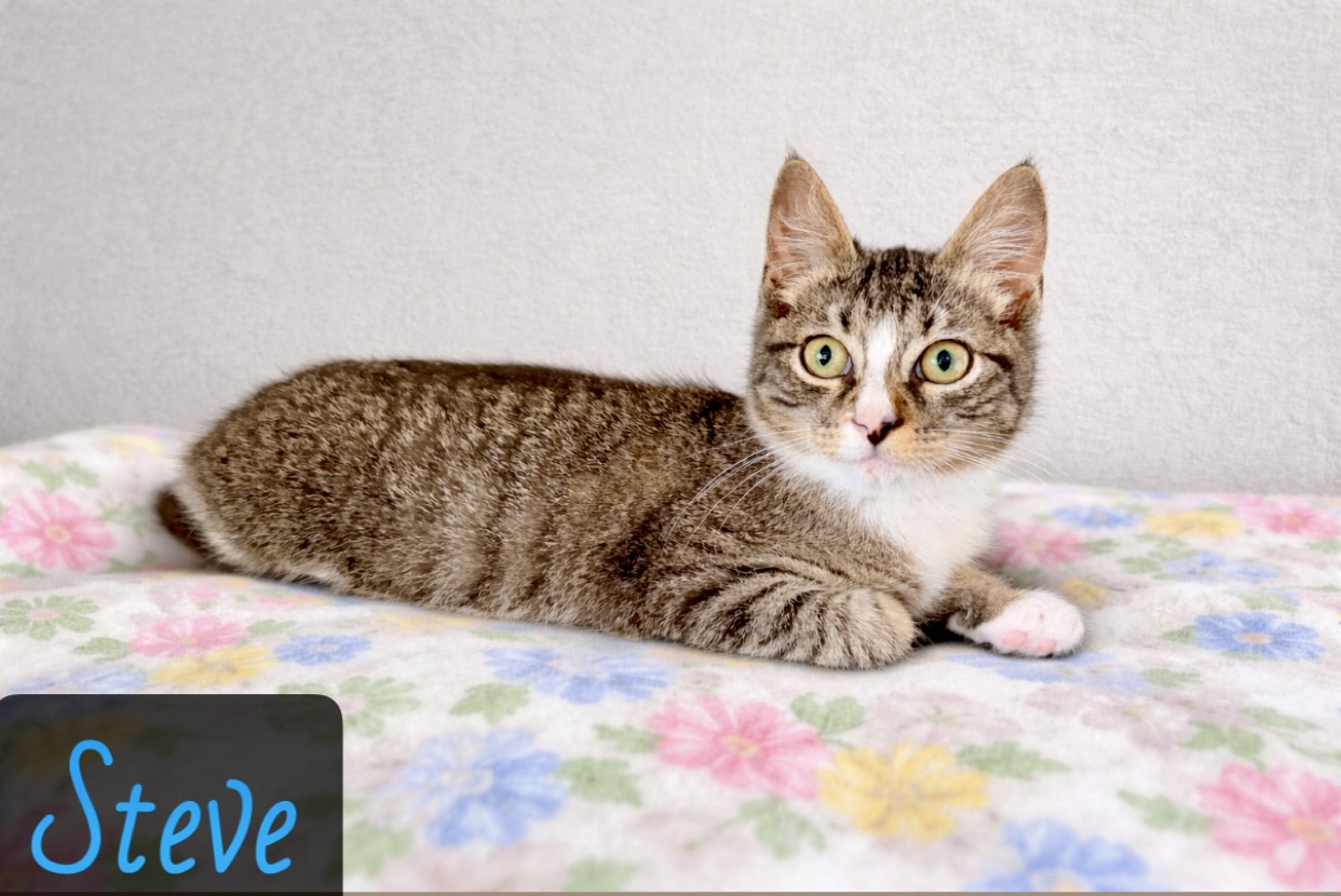 cHARCOALK GREY WGITE TABBY