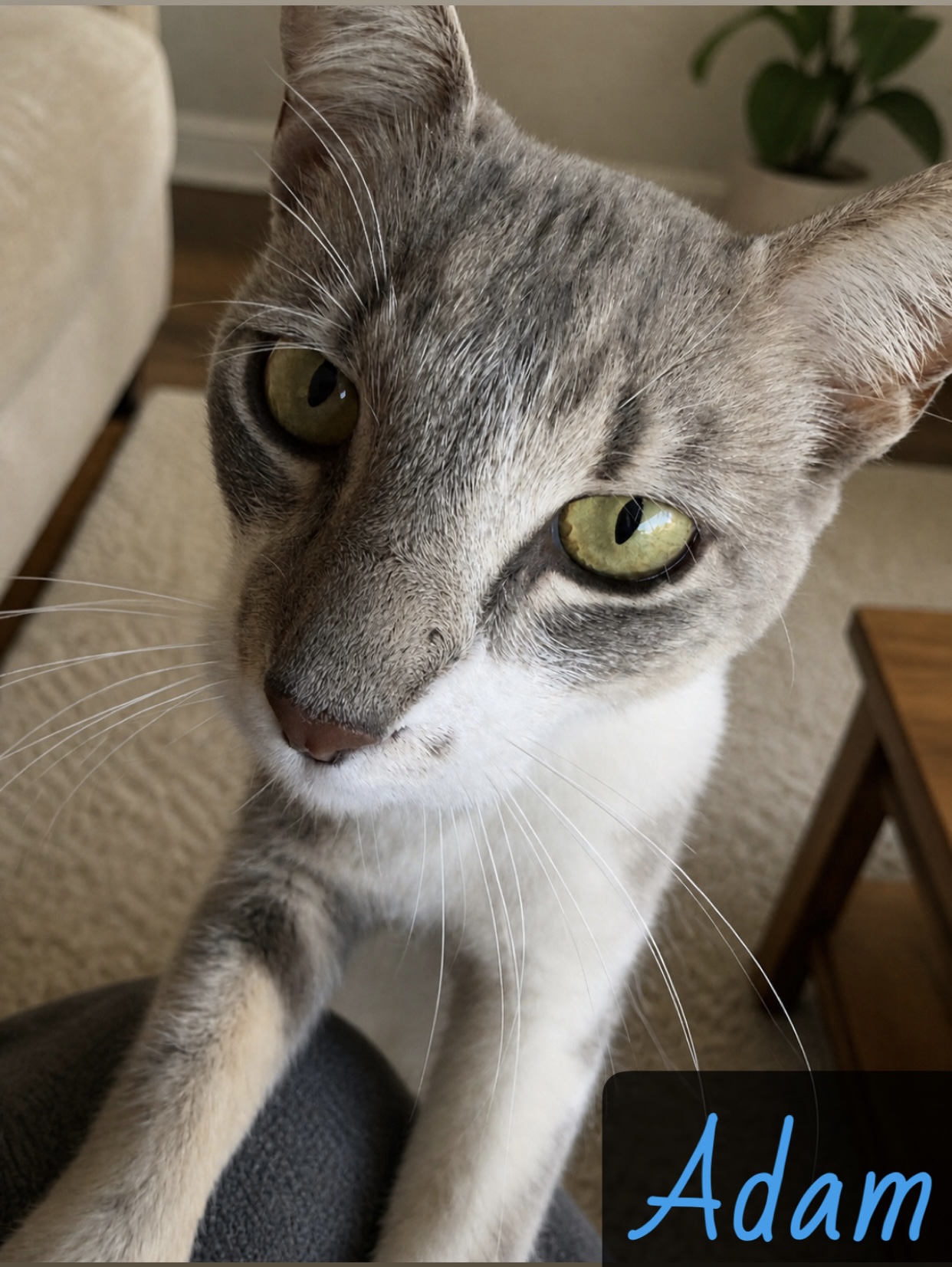 Grey white tabby