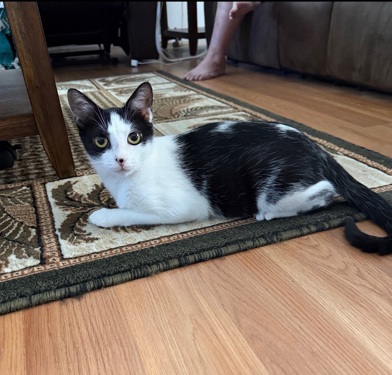 Black white tabby
