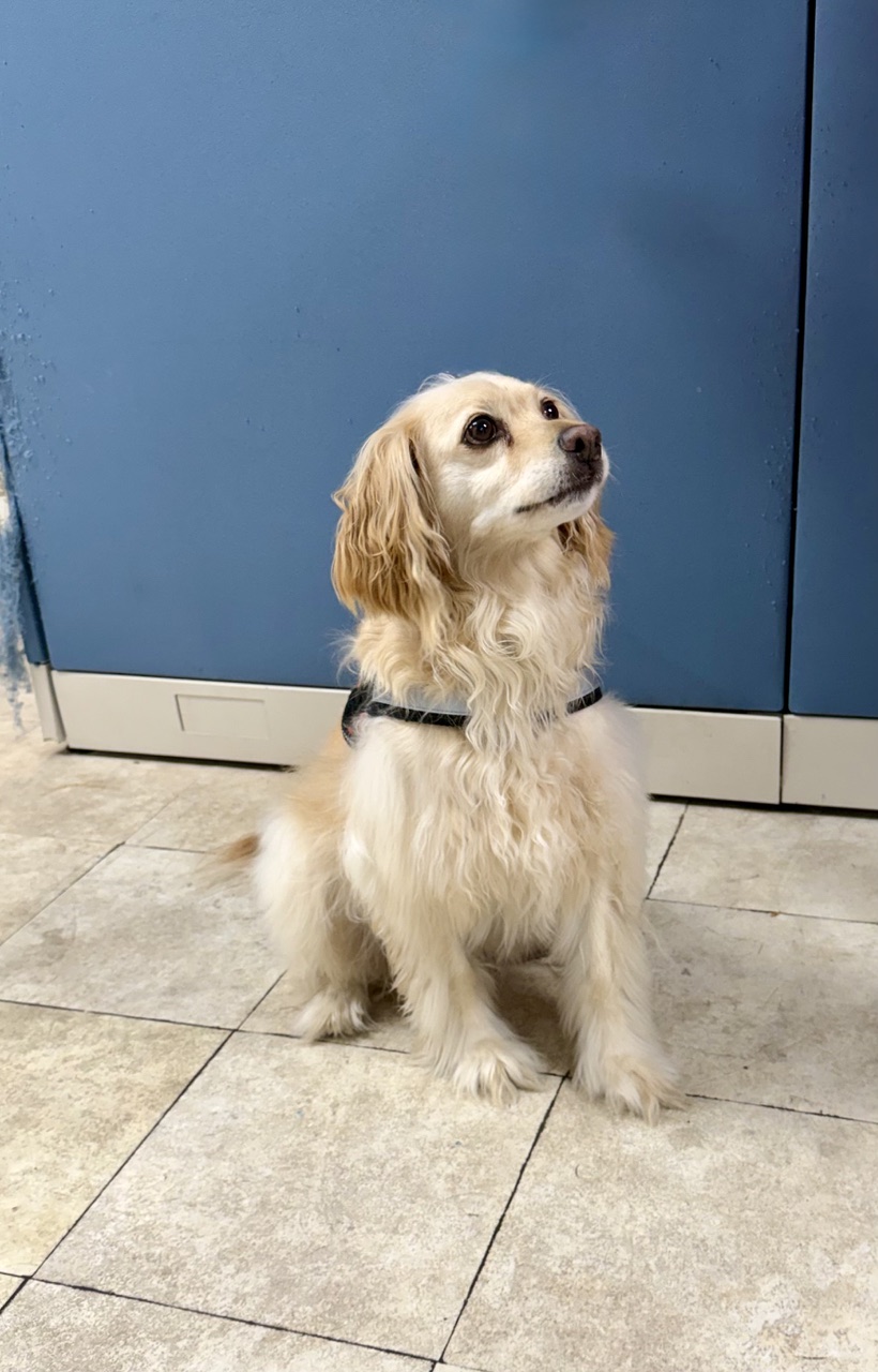 Golden retriever / Cocker Spaniel Mix 