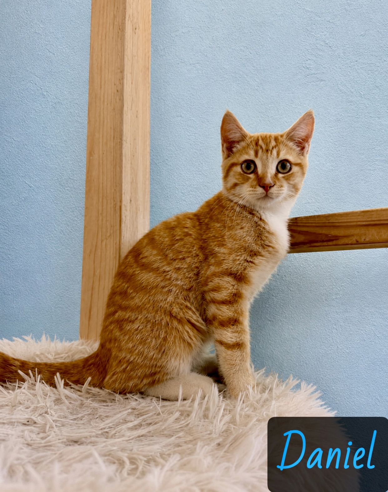 Orange white calico