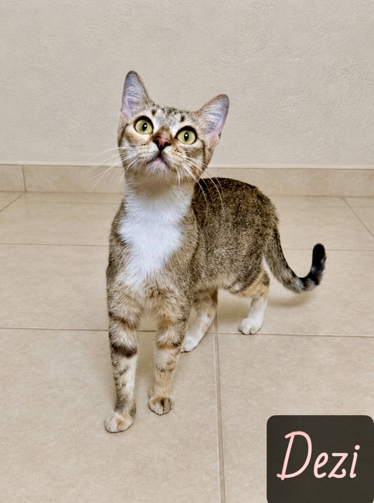 tan brown white tabby
