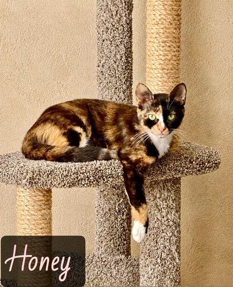 black tan fawn tabby white