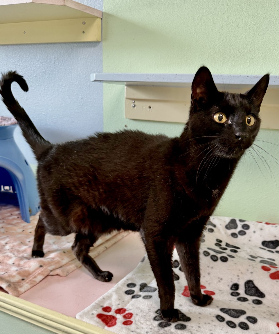 Black cat