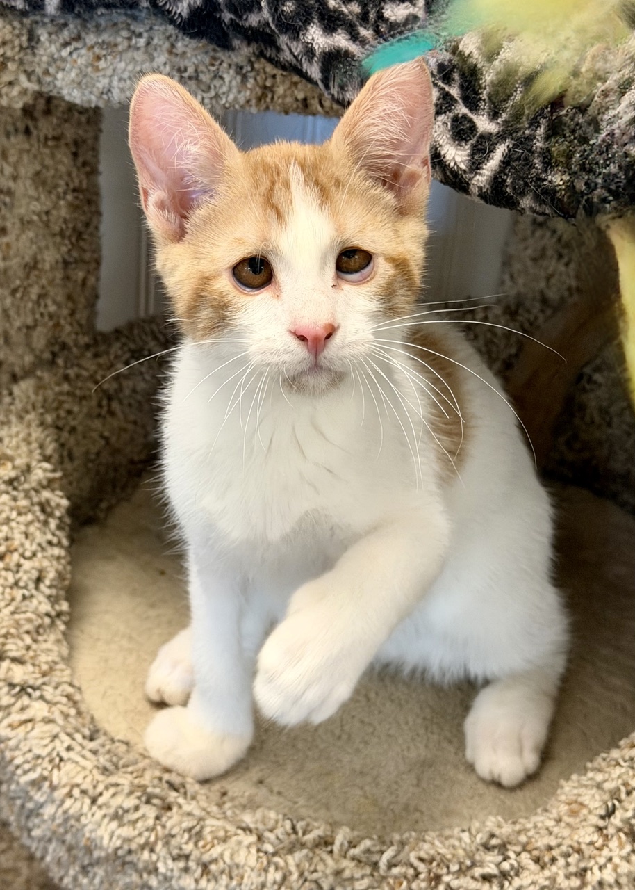 Orange white tabby