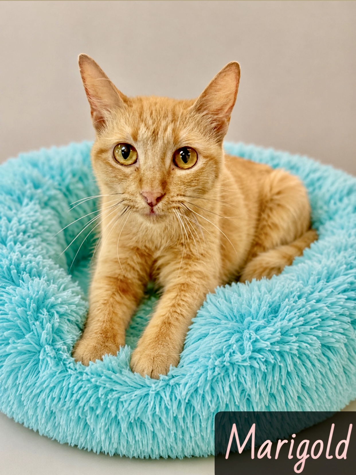 Orange / white calico