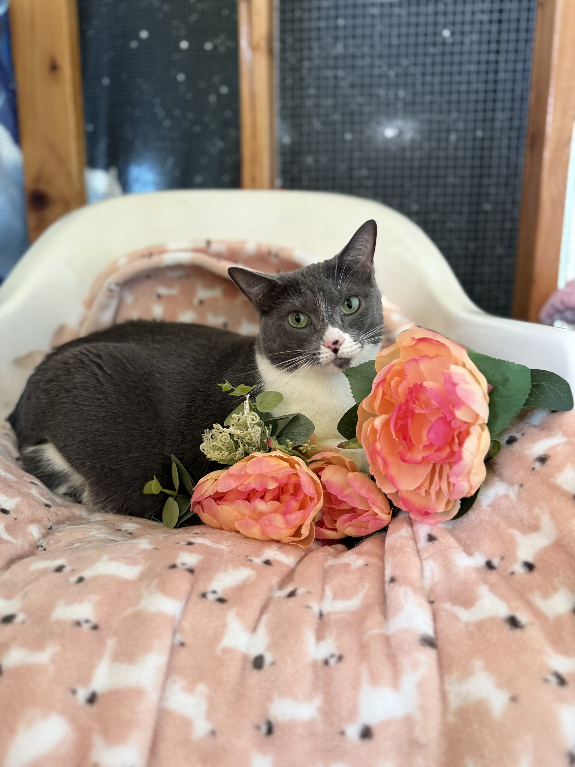 gray and white cat