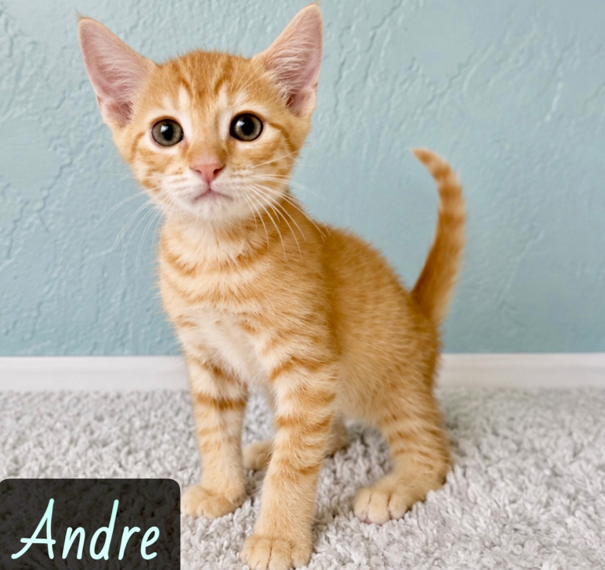 orange white tabby